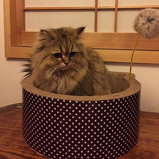 butachanさんの実例写真