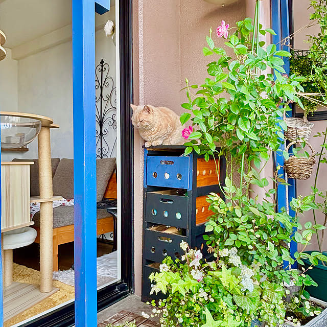 naokoさんの実例写真