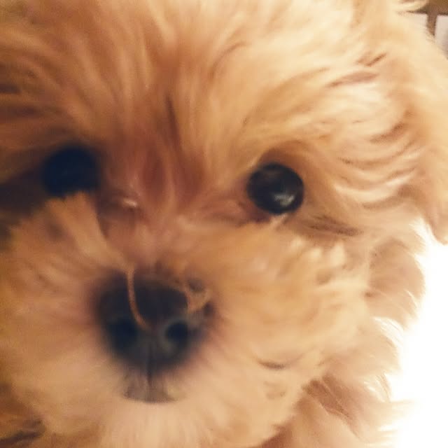 macoさんの実例写真