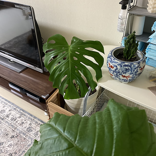 alchoさんの実例写真