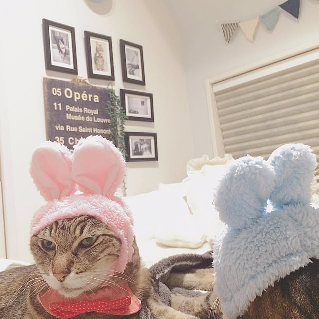 lovecatさんの実例写真