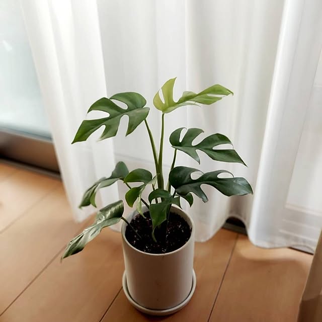 makkyさんの部屋