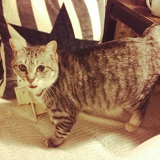 annさんの実例写真