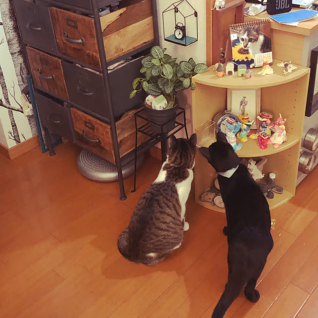 jijiさんの実例写真