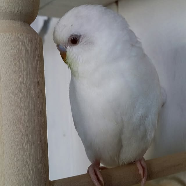 karinさんの実例写真