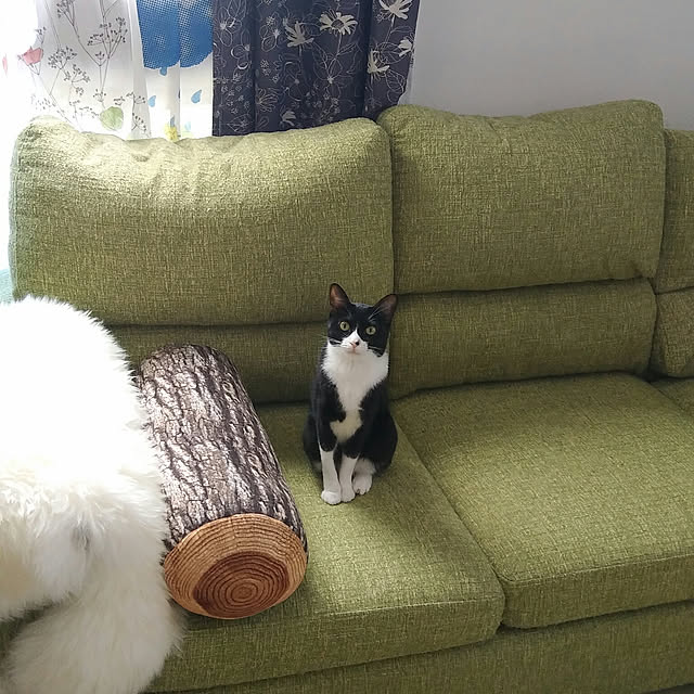 Gomaさんの実例写真