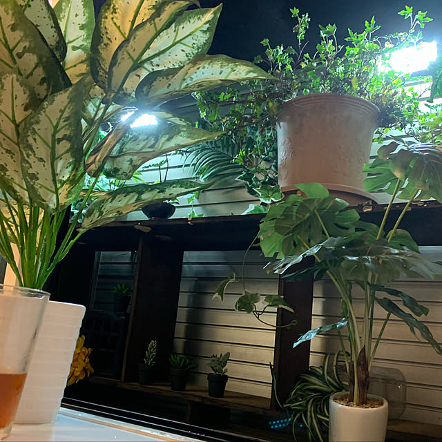 ダイソー/観葉植物/ニトリ/バス/トイレのインテリア実例 - 2019-04-26 21:02:23