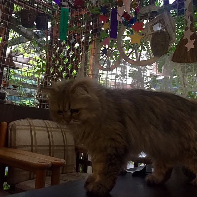 butachanさんの実例写真