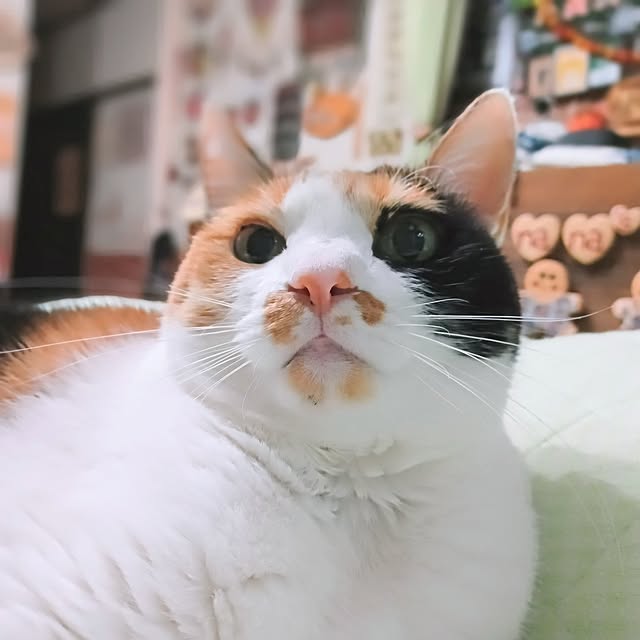 nanaさんの部屋