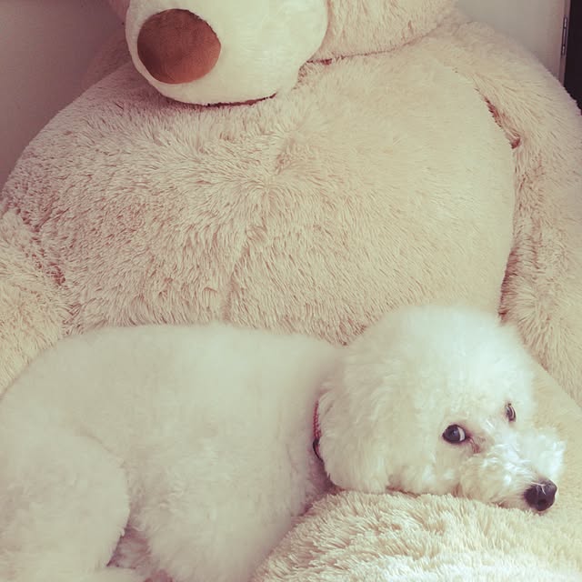ucaさんの実例写真