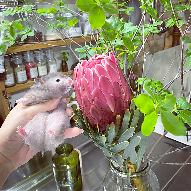 emiさんの実例写真