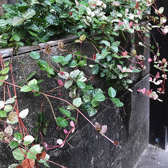bibianさんの実例写真