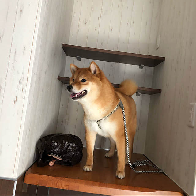 Shokoさんの実例写真