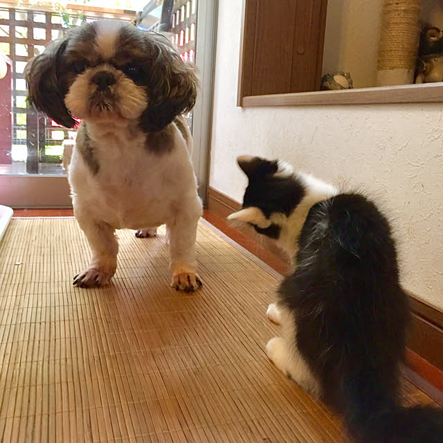 butachanさんの実例写真