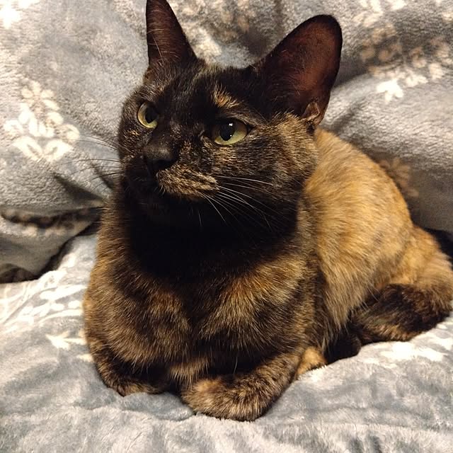 mamekoさんの部屋