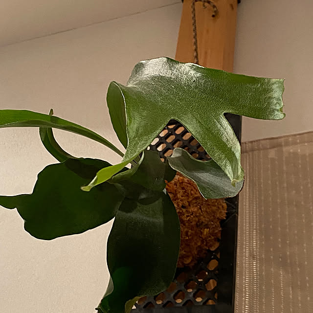 shokuchudokuさんの部屋