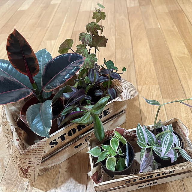 yaiyaiさんの実例写真