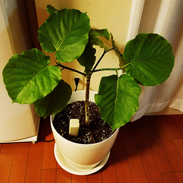 mikiさんの実例写真
