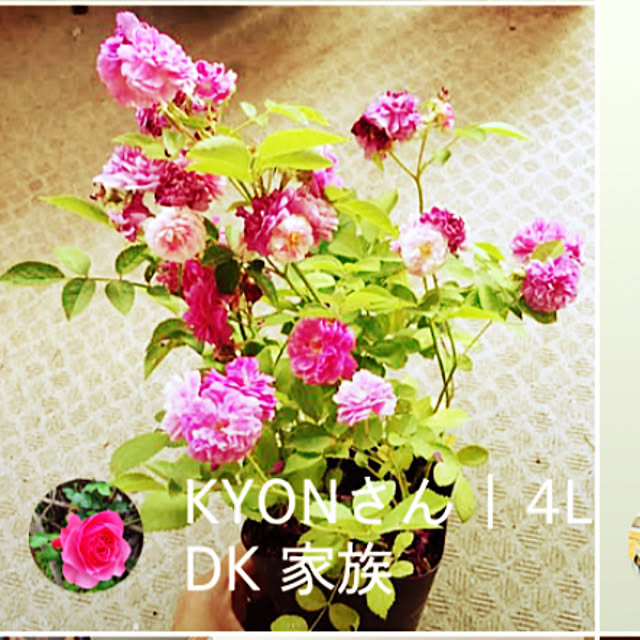 KYONさんの部屋