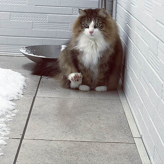 norfraさんの実例写真