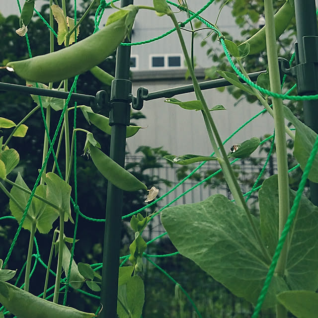 kokoaさんの実例写真