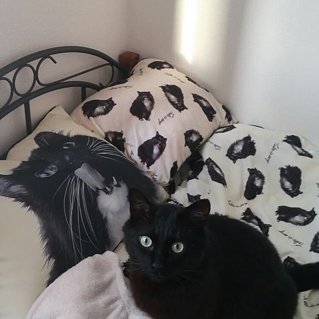 Cocoさんの実例写真