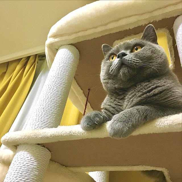 kittyさんの実例写真