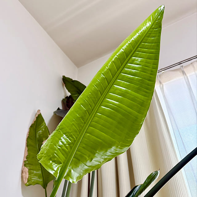 sakura-51さんの実例写真