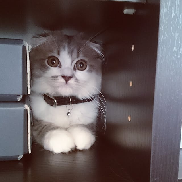 montboo5さんの実例写真
