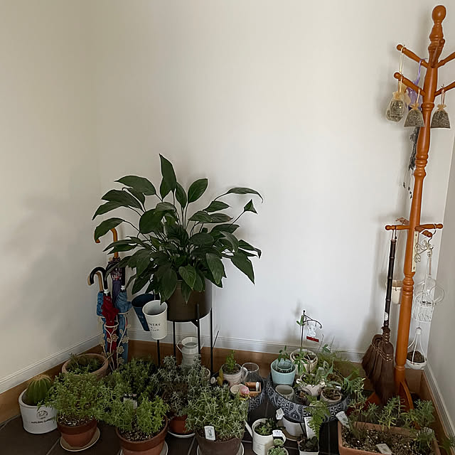 玄関/入り口/観葉植物のある暮らし/買った物達♡/24時間換気システム/大好きな物に囲まれて暮らす♡...などのインテリア実例 - 2024-07-10 03:58:13