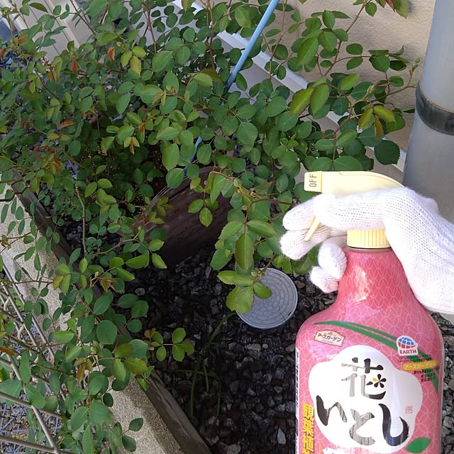 odecomaikoさんの部屋