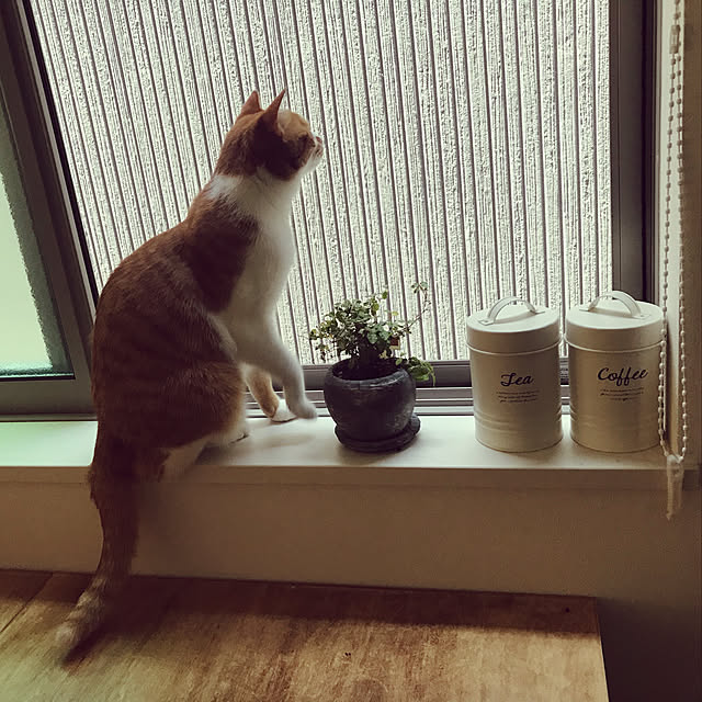 Kobamiさんの実例写真