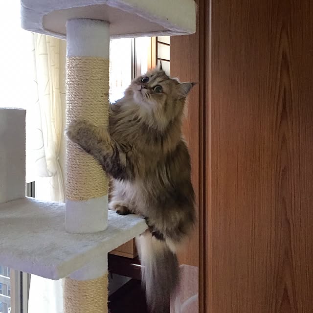 butachanさんの実例写真