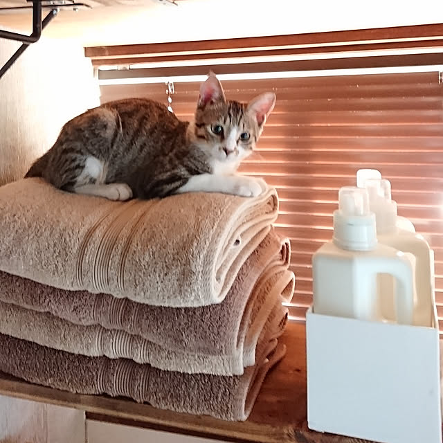f19fv36.aiさんの実例写真