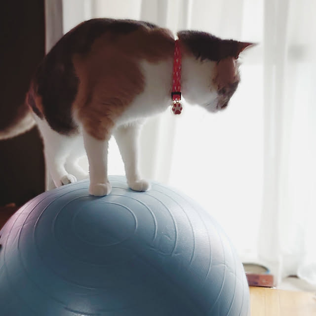 fukuさんの実例写真