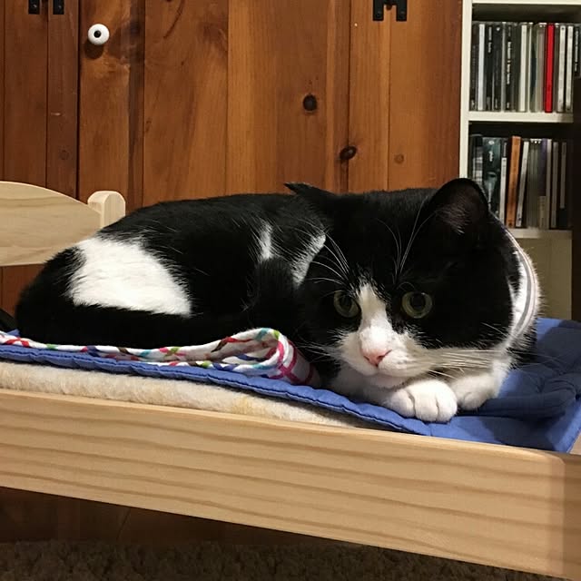 kuromamesukeさんの実例写真