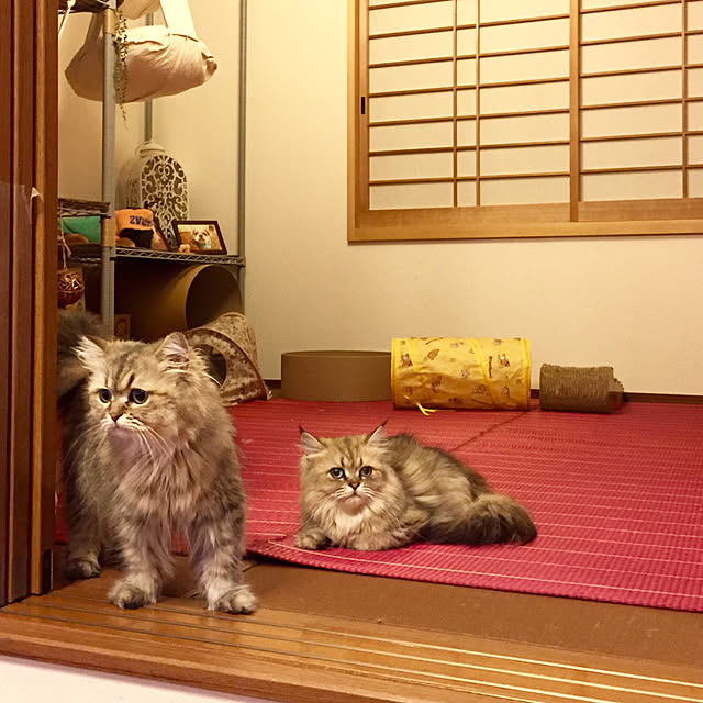 butachanさんの実例写真