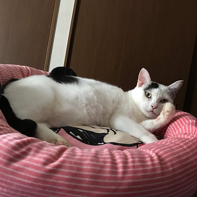 miseiさんの実例写真