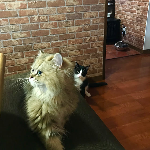 butachanさんの実例写真