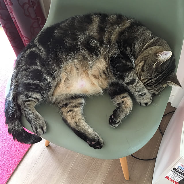 mikomaruさんの実例写真