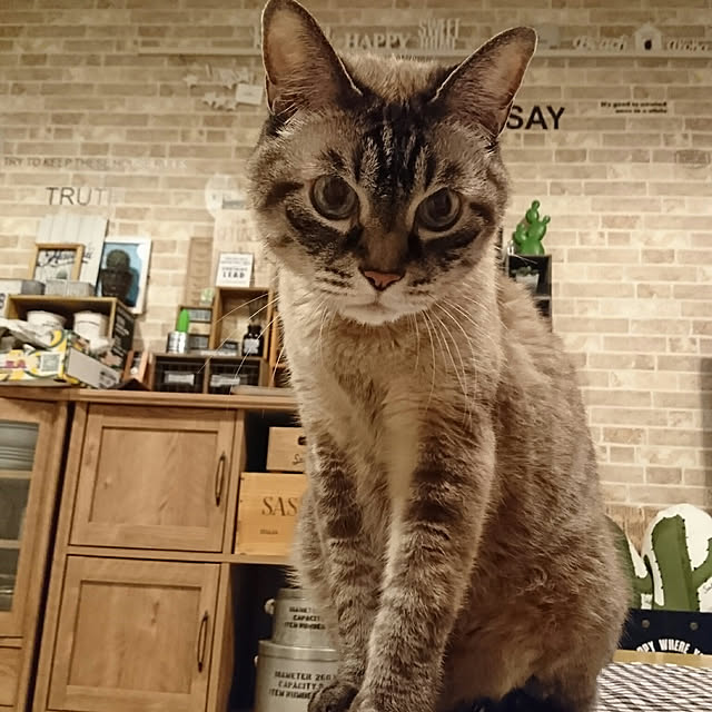 mu-chan.dadadaさんの実例写真