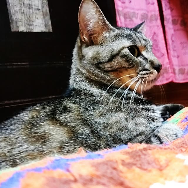 catLoverさんの実例写真