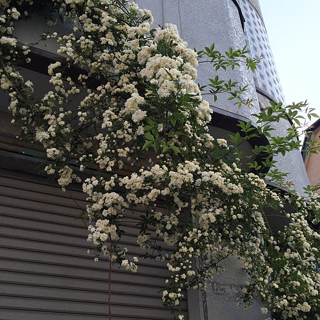 greenroseさんの実例写真