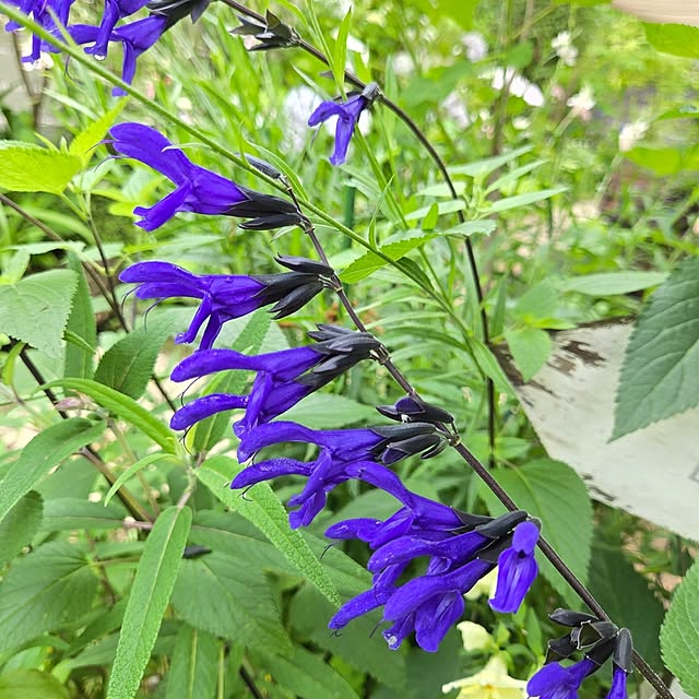 min_nimさんの実例写真