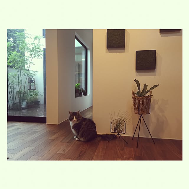 tongarihouseさんの実例写真