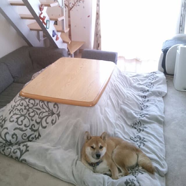 kotaさんの実例写真