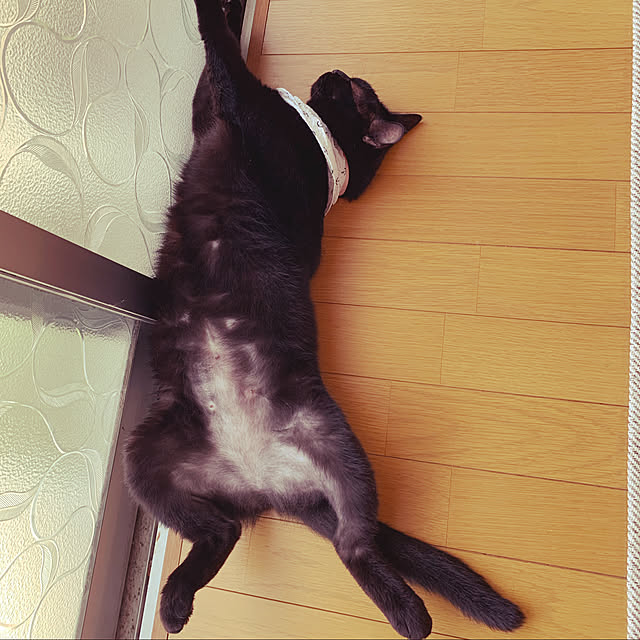kuromiさんの実例写真