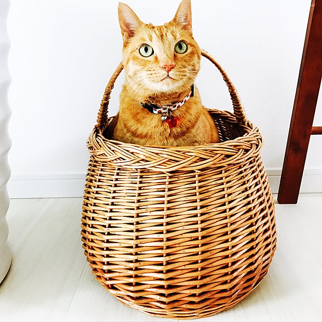 minakoさんの実例写真