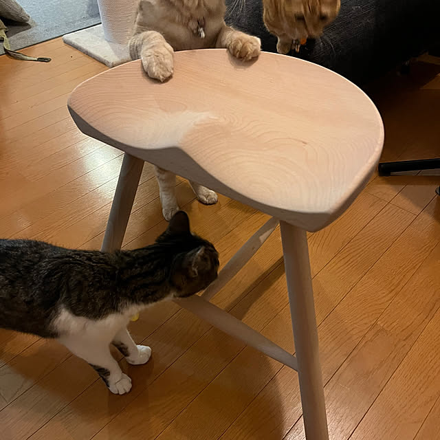 amosさんの実例写真