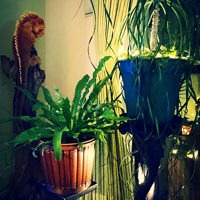 escalaさんの実例写真